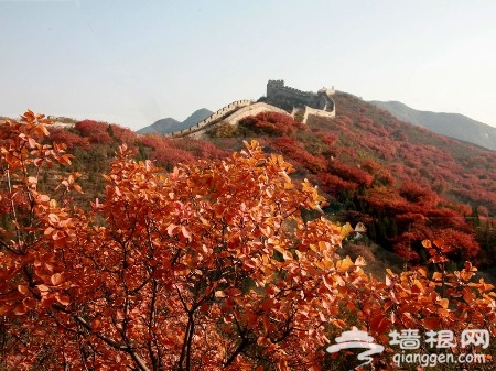 北京周邊賞紅葉好去處 層林盡染金秋爭艷[牆根網]