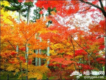 北京周邊賞紅葉好去處 層林盡染金秋爭艷[牆根網]