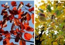 2013香山紅葉節10月中旬開幕 門票 交通 賞葉線路攻略