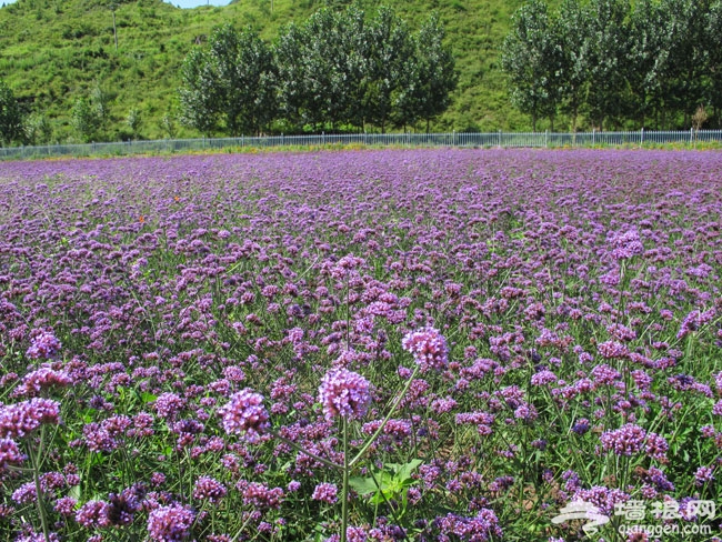 人間花海 散落山間的世外桃源