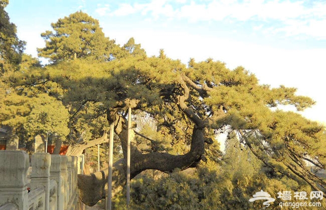 京郊古寺祈福之戒台寺 避禍消災保平安