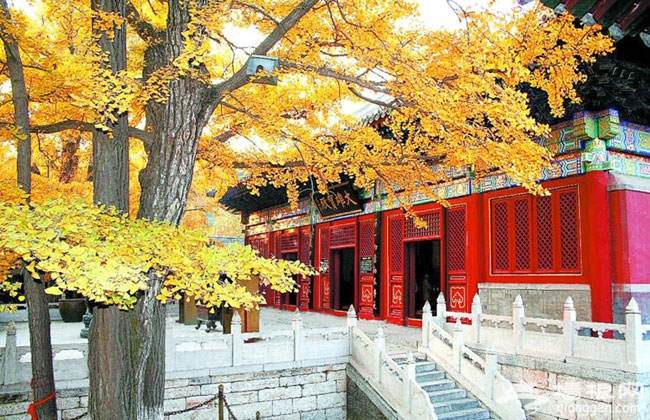 京郊古寺祈福之戒台寺 避禍消災保平安