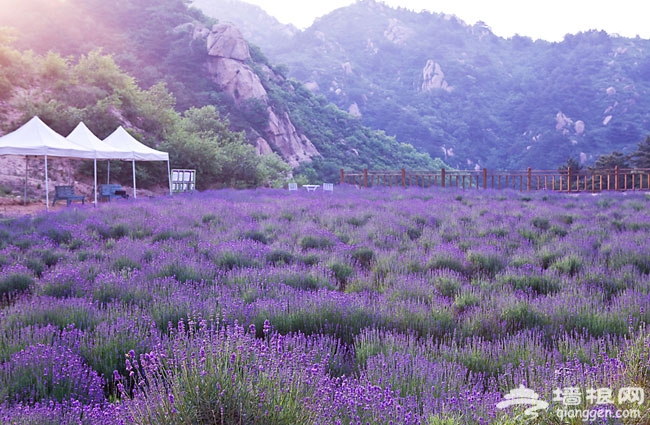雲峰山薰衣草園 血統最純正的薰衣草