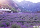 雲峰山薰衣草園 血統最純正的薰衣草