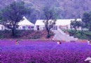 紫海香堤香草莊園 京城薰衣草園的先驅