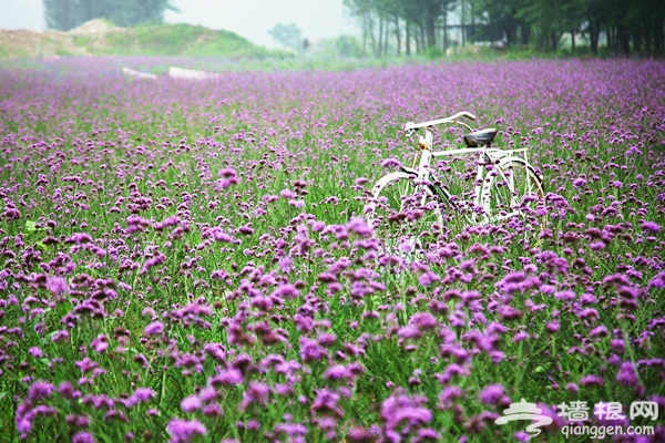 七夕濃情 相約花海月牙灣莊園