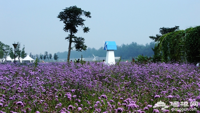 北京藍調莊園 薰衣草的浪漫之約