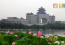 蓮花池公園賞荷實用攻略