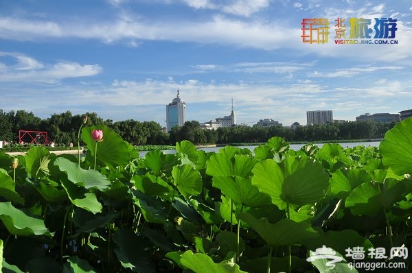 荷花進入盛花期 蓮花池公園賞荷實用攻略