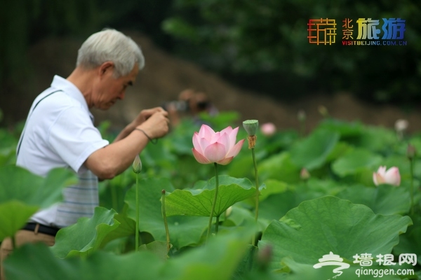 荷花進入盛花期 蓮花池公園賞荷實用攻略