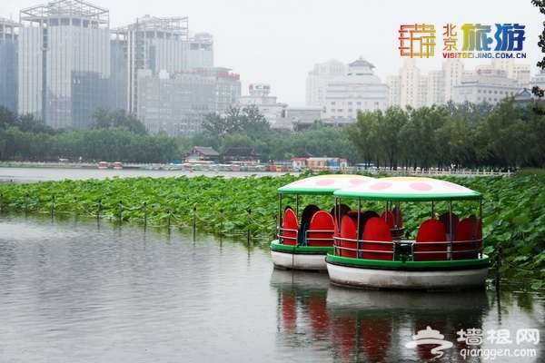 荷花進入盛花期 蓮花池公園賞荷實用攻略