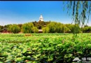 北海公園荷花節 看蓬萊仙境的優雅景致