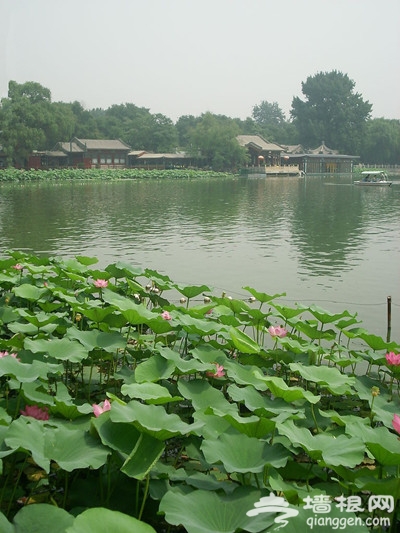 京城荷花爭艷 恭王府後花園臨水賞荷