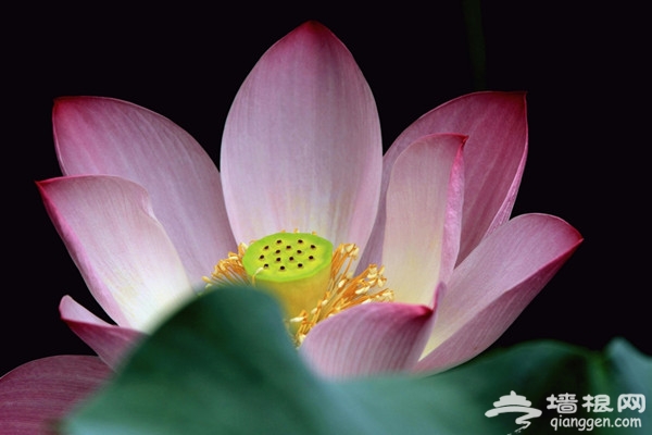 京城荷花爭艷 恭王府後花園臨水賞荷