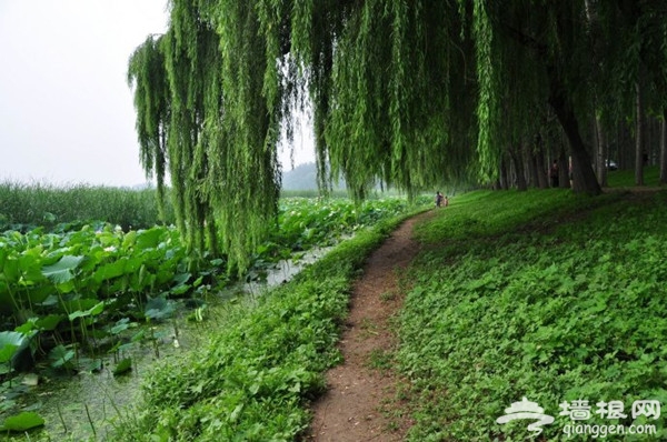 一葉扁舟水上游 漢石橋濕地公園觀鳥賞荷