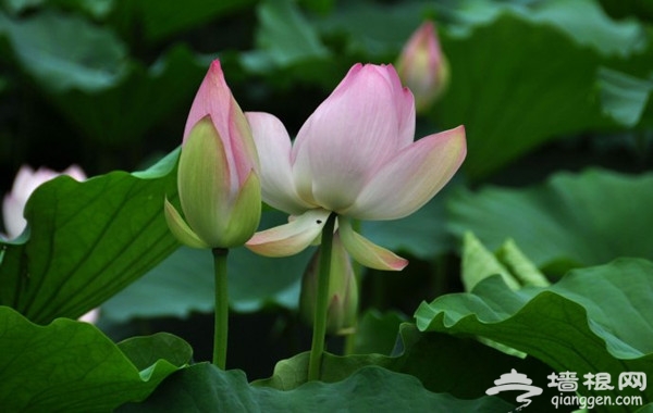 一葉扁舟水上游 漢石橋濕地公園觀鳥賞荷