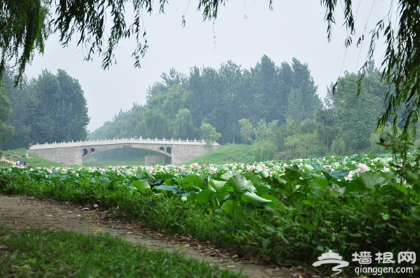 一葉扁舟水上游 漢石橋濕地公園觀鳥賞荷