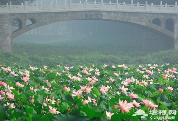 一葉扁舟水上游 漢石橋濕地公園觀鳥賞荷