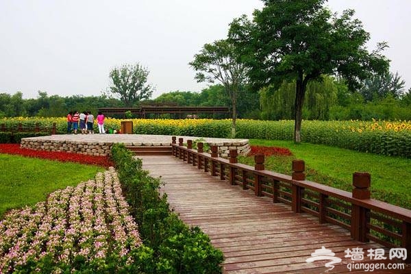 奧林匹克森林公園 夏日百畝葵花競相放