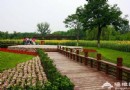 2013奧林匹克森林公園百畝葵花展指南
