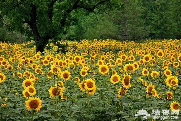 奧林匹克森林公園 夏日百畝葵花競相放