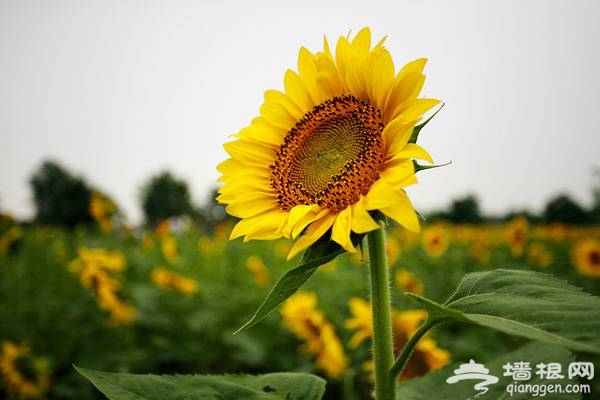 奧林匹克森林公園 夏日百畝葵花競相放