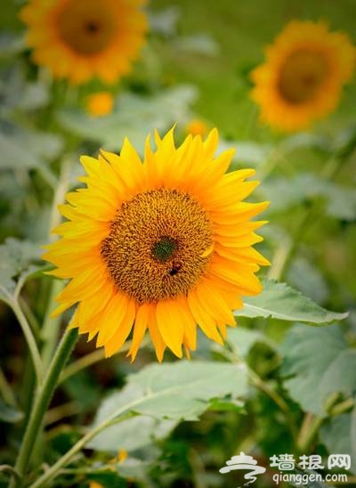 奧林匹克森林公園 夏日百畝葵花競相放