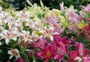 順義國際鮮花港 香水百合節