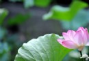 7月北京荷花節 暑假京城四大最佳賞荷地推薦