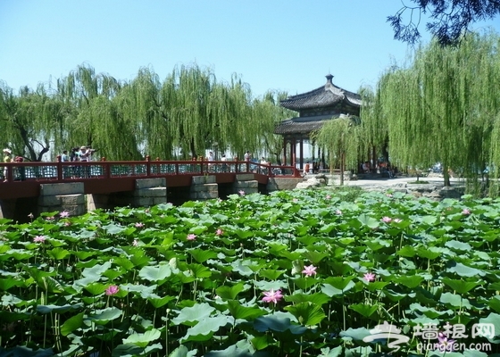 北京7月份去哪玩 賞荷漂流避暑爽一夏