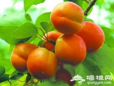 平谷北寨紅杏文化節 品“三紅”之旅