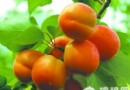 平谷北寨紅杏文化節自駕采摘攻略