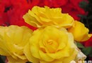 北京月季花觀賞