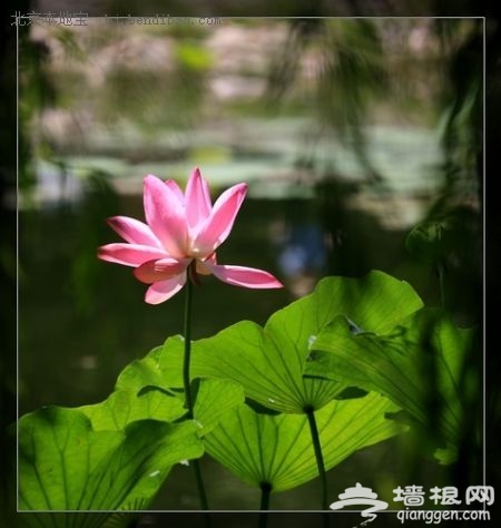 玉淵潭賞荷