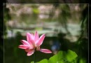 2013北京荷花節觀賞指南