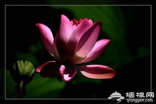 玉淵潭賞荷(新浪博主:何苦)