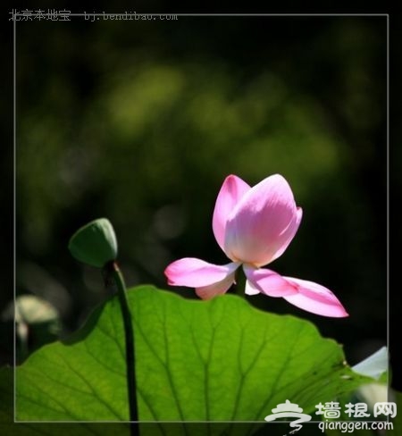 玉淵潭賞荷(新浪博主:何苦)