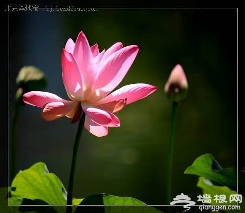 玉淵潭賞荷(新浪博主:何苦)