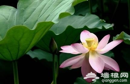 紫竹院賞荷(新浪博主:大漠孤煙)