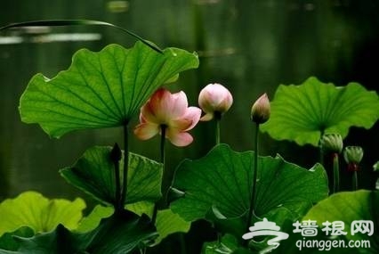 紫竹院賞荷(新浪博主:大漠孤煙)