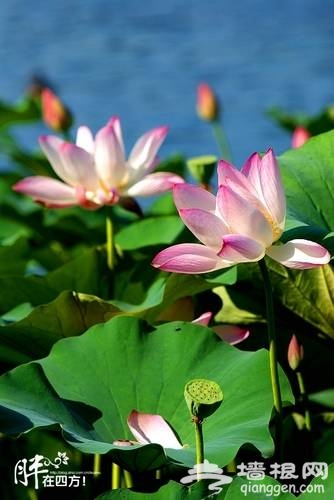 什剎海賞荷(新浪博主:胖少爺)