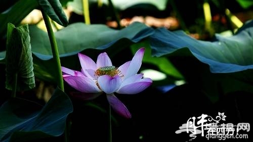 什剎海賞荷(新浪博主:胖少爺)