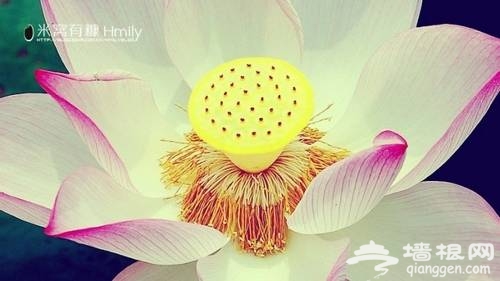 北海公園賞荷(新浪博主:Hmily_米粒)
