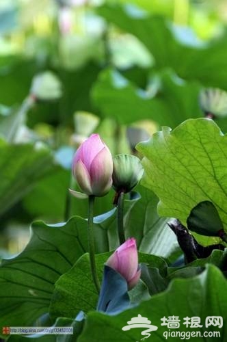 圓明園荷花(新浪博主:西北農夫)