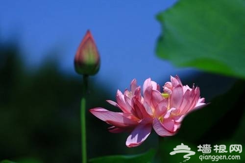 北京植物園賞荷(新浪博主:藍色網際)