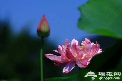 北京植物園賞荷(新浪博主：藍色網際)