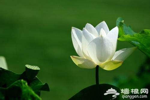 北京植物園賞荷(新浪博主:藍色網際)
