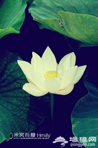 北海公園賞荷(新浪博主:Hmily_米粒)