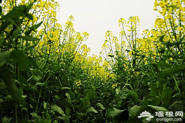 抓住五月的尾巴 賞房山長溝油菜花海