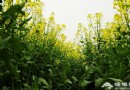 房山長溝油菜花海觀賞攻略